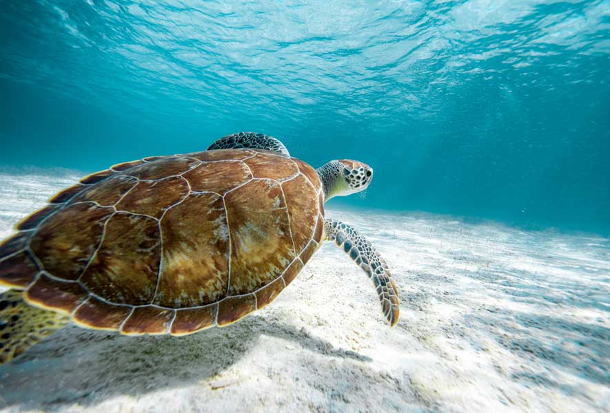Sea Turtle